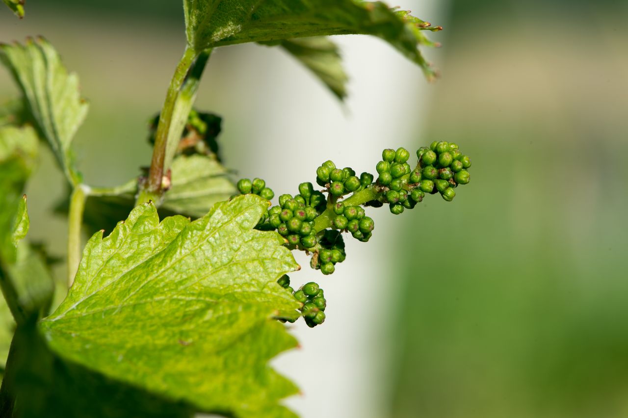 Vignoble Macro 7-Boutons floraux 2456